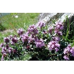 thym serpolet