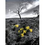 photo printanière - Aubrac au printemps - Retour d'Aubrac