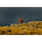 photo sorbier orage-Retour d'Aubrac