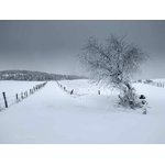 Photo à la croisée des chemins - Aubrac sous la neige-Retour d'Aubrac