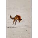 Photo Renard en chasse - renard sur Aubrac - Retour d'Aubrac