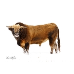 Photo taureau dans la neige - taureau Aubrac - Retour d'Aubrac