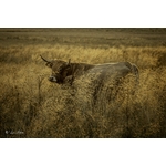 Photo vache en estive - vache Aubrac - Retour d'Aubrac