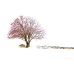 Photo Sorbier Rubis d'Aubrac – arbre sur l’Aubrac - Retour d'Aubrac