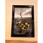 photo jonquilles aubrac-cadre noir-Retour dAubrac