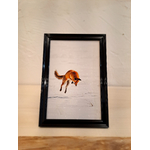 photo renard en chasse aubrac-cadre noir-Retour dAubrac