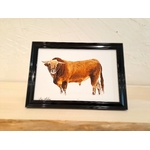 photo taureau aubrac-cadre noir-Retour dAubrac