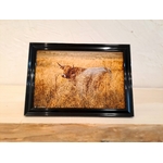 photo vache aubrac-cadre noir-Retour dAubrac