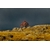 photo sorbier orage-Retour d'Aubrac