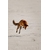 Photo Renard en chasse - renard sur Aubrac - Retour d'Aubrac