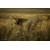 Photo vache en estive - vache Aubrac - Retour d'Aubrac