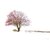 Photo Sorbier Rubis d'Aubrac – arbre sur l’Aubrac - Retour d'Aubrac