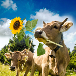 Fotolia_56299018_L
