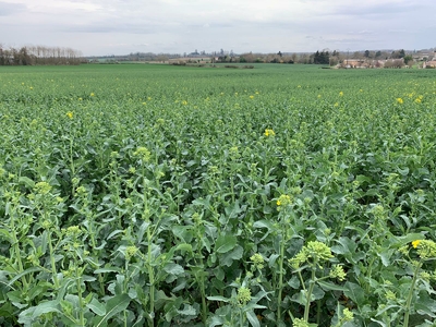 culture-agriculture-la-tour-chevais