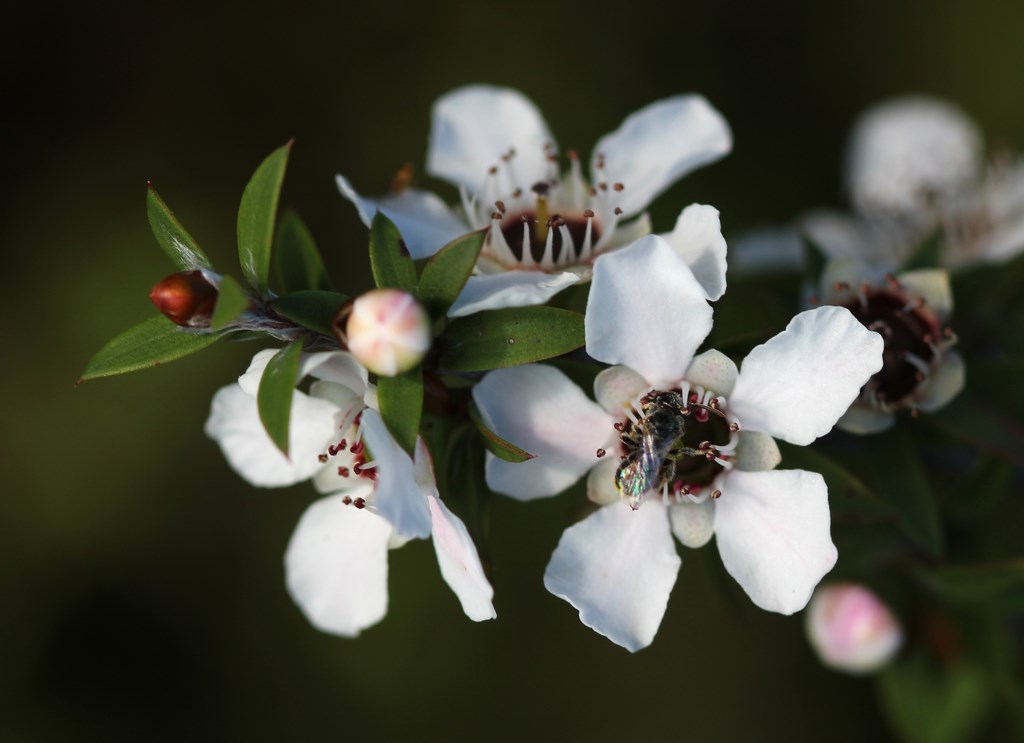 Manuka-flowers-and-native-bee