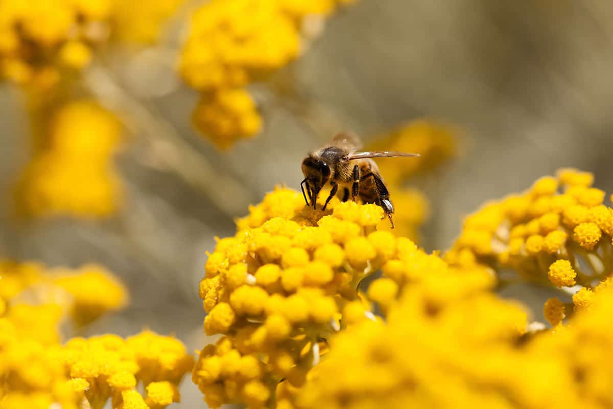 abeille-sur-immortelle-universite-de-guyane