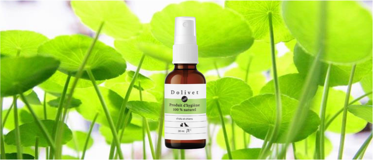dolivet hydrocotyle