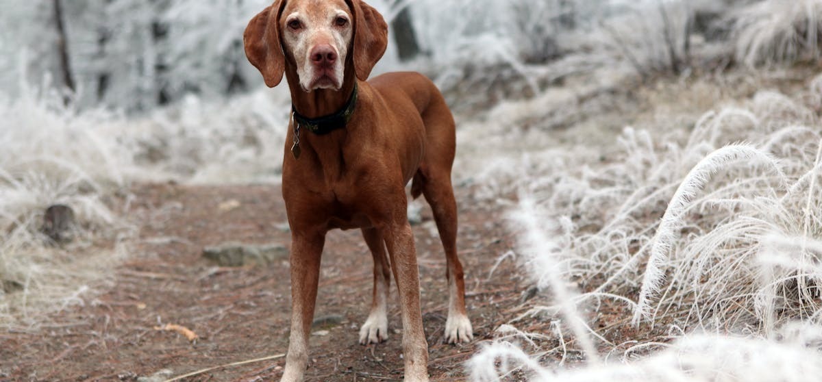 photographie de profondeur de champ de chien brun pres d herbes blanches