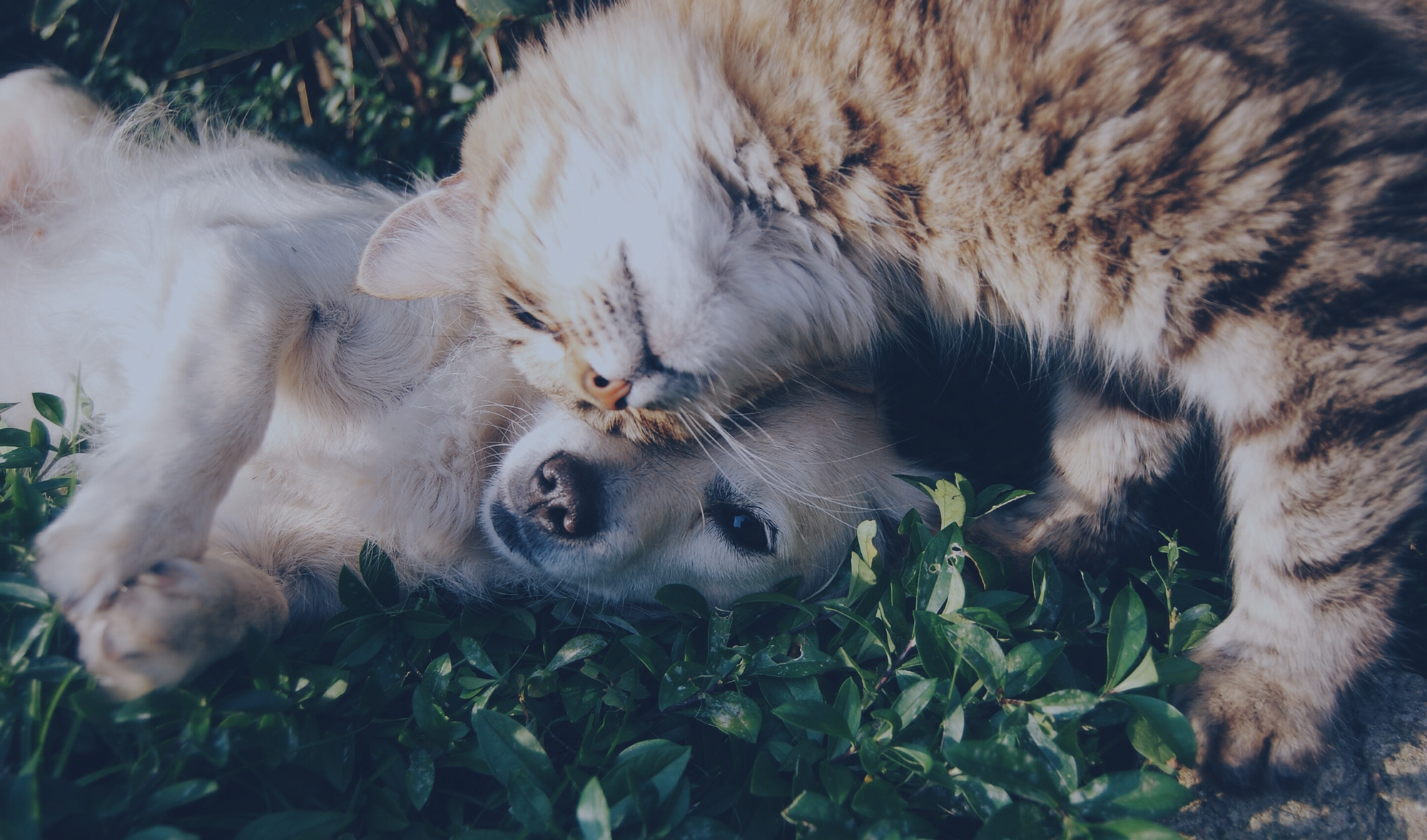 chiens chats