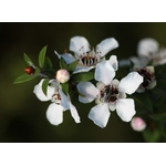 Manuka-flowers-and-native-bee