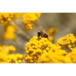 abeille-sur-immortelle-universite-de-guyane