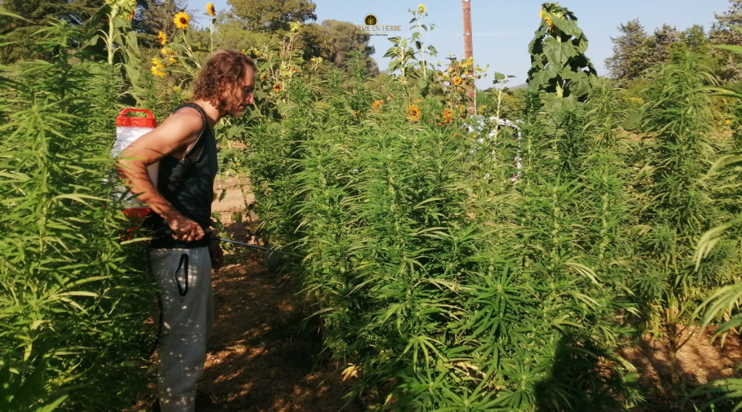 Ferme de cbd bio