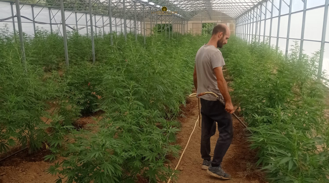 producteur cbd bio