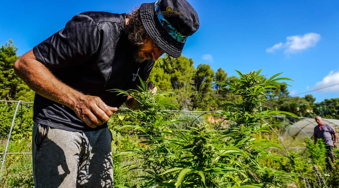 producteur cbd