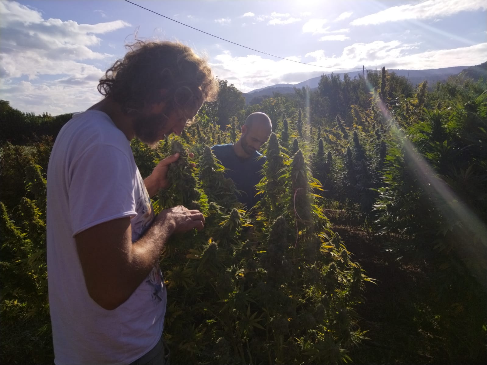 cbd en aubagne