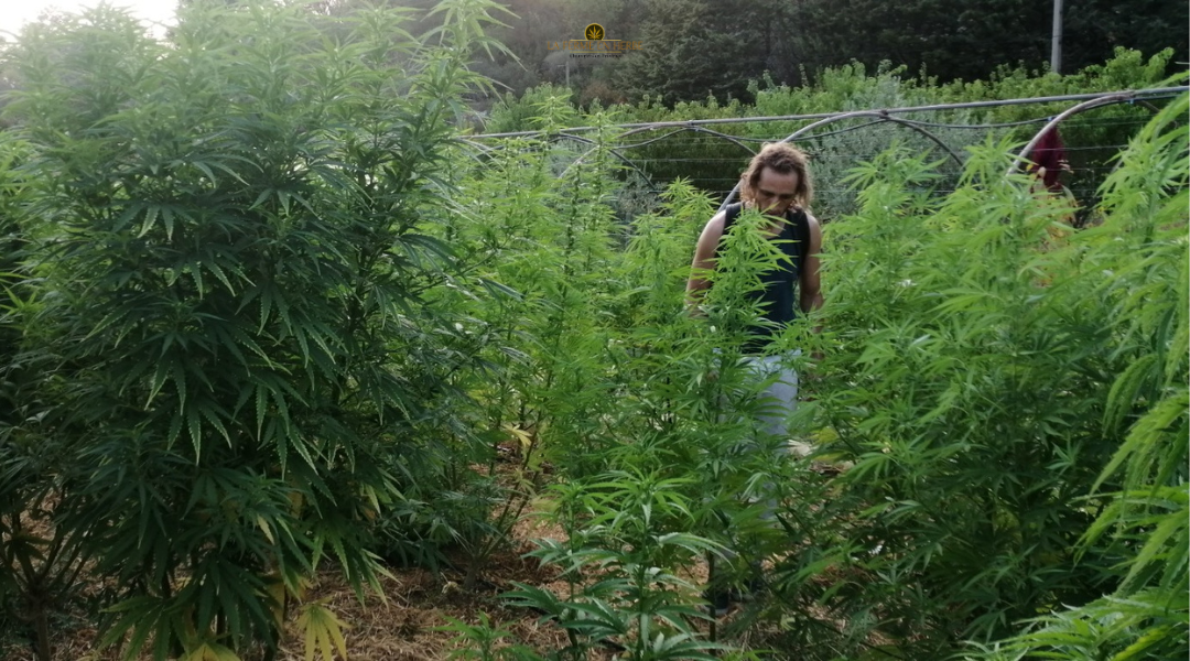 cultivateur cbd 
