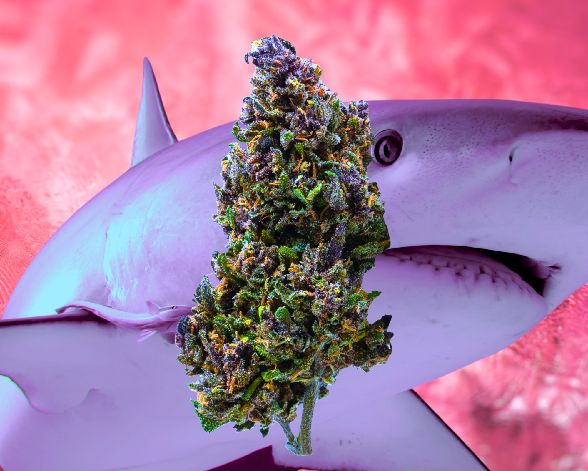 Fleur CBD Pink Shark