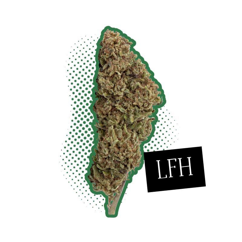 PineApple Cookie CBD
