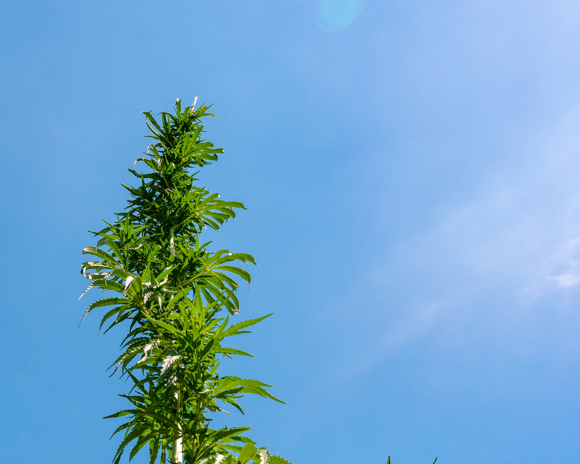 Sol vivant utilisé pour la culture du chanvre CBD à La Ferme en Herbe