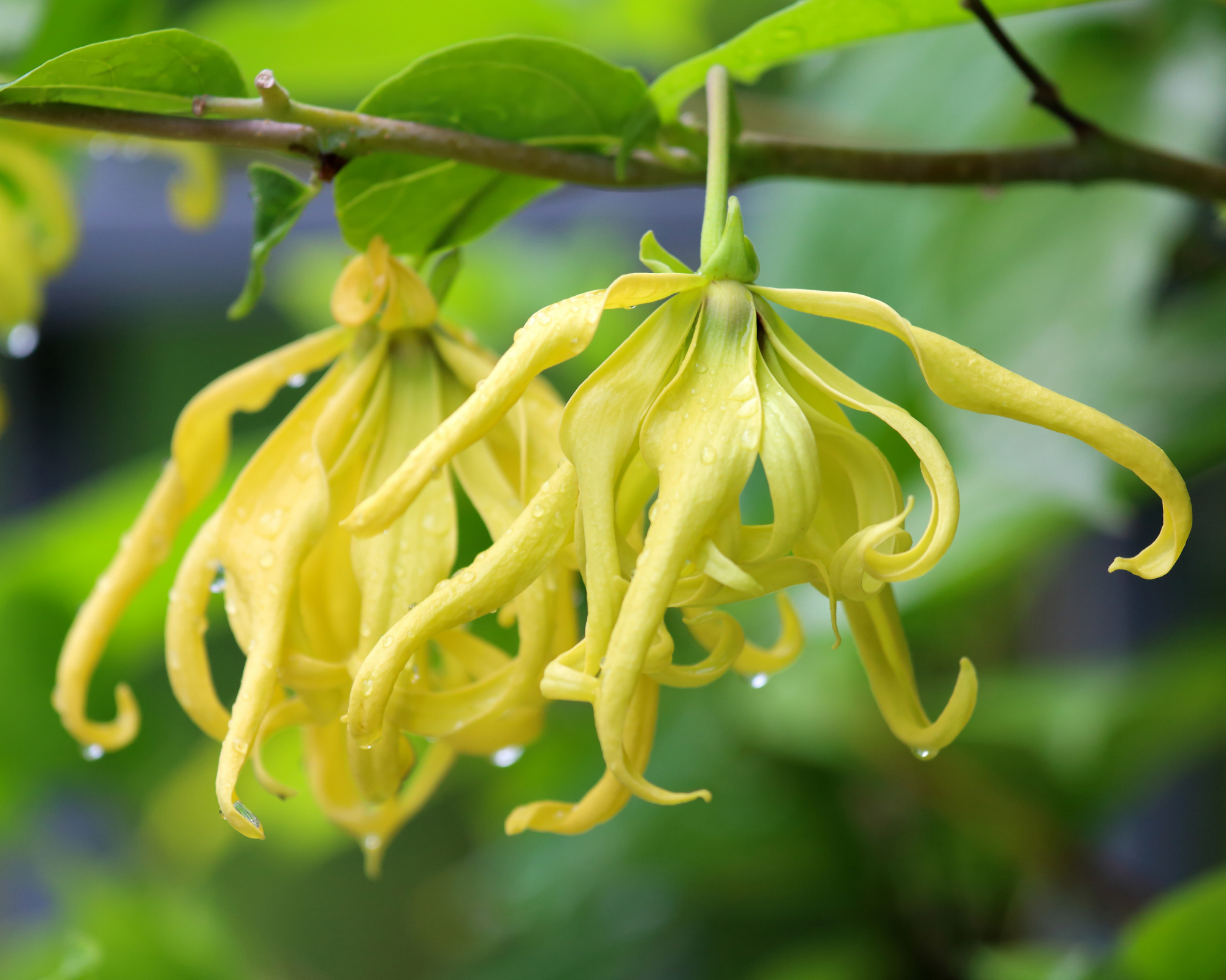 Ylang-ylang
