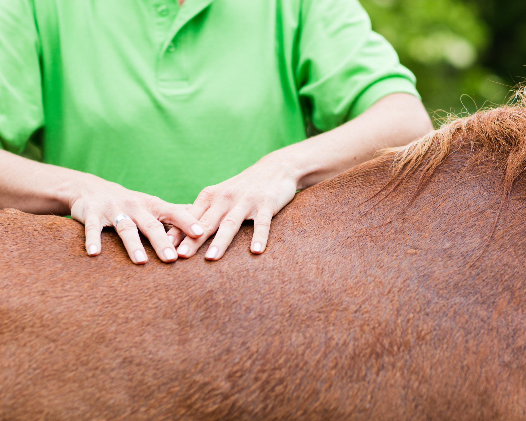 Huile CBD et CBG pour cheval