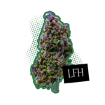 fleurs cbd pink shark