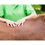 massage cheval cbd