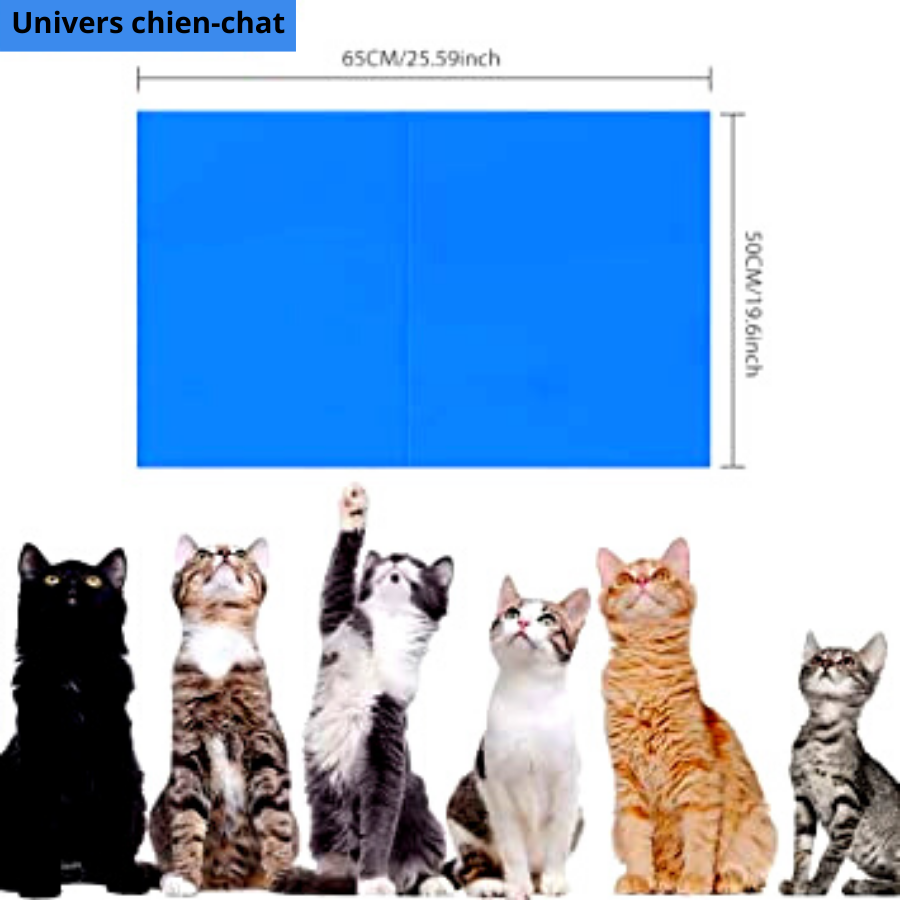 Univers chien-chat