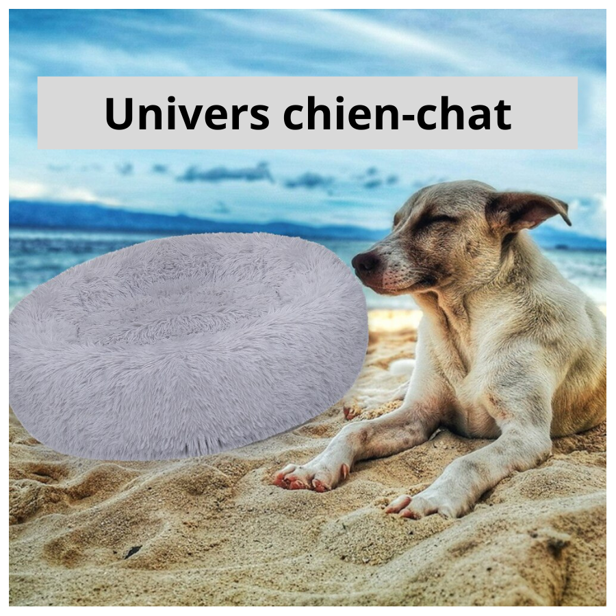 Univers chien-chat