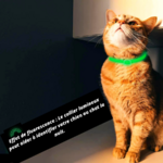 Effet de fluorescence : Le collier lumineux peut aider à identifier votre chien ou chat la nuit,