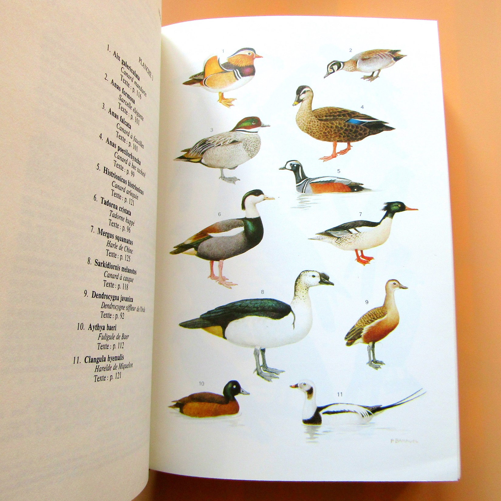 Livre. Les oiseaux de Chine de Mongolie et de Corée non passereaux. Etchecopar Hüe