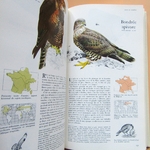 Livre. Guide des oiseaux. Sélection du Readers Digest