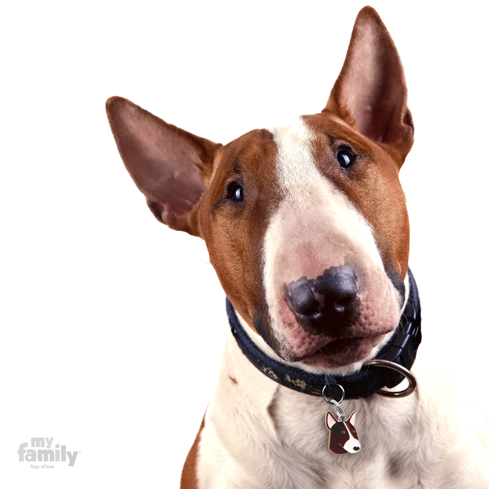 0027569_white-and-brown-bull-terrier-id-dog-tag