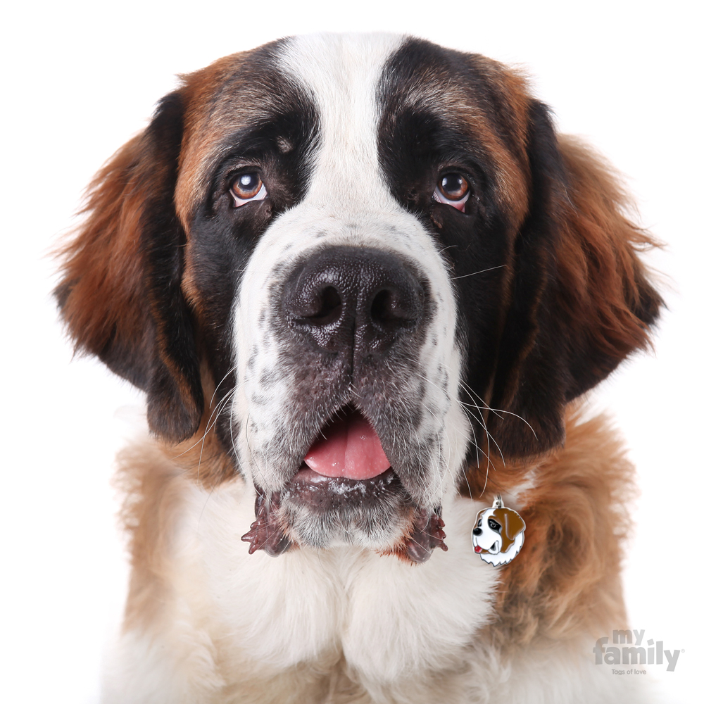 0027656_saint-bernard-dog-tag