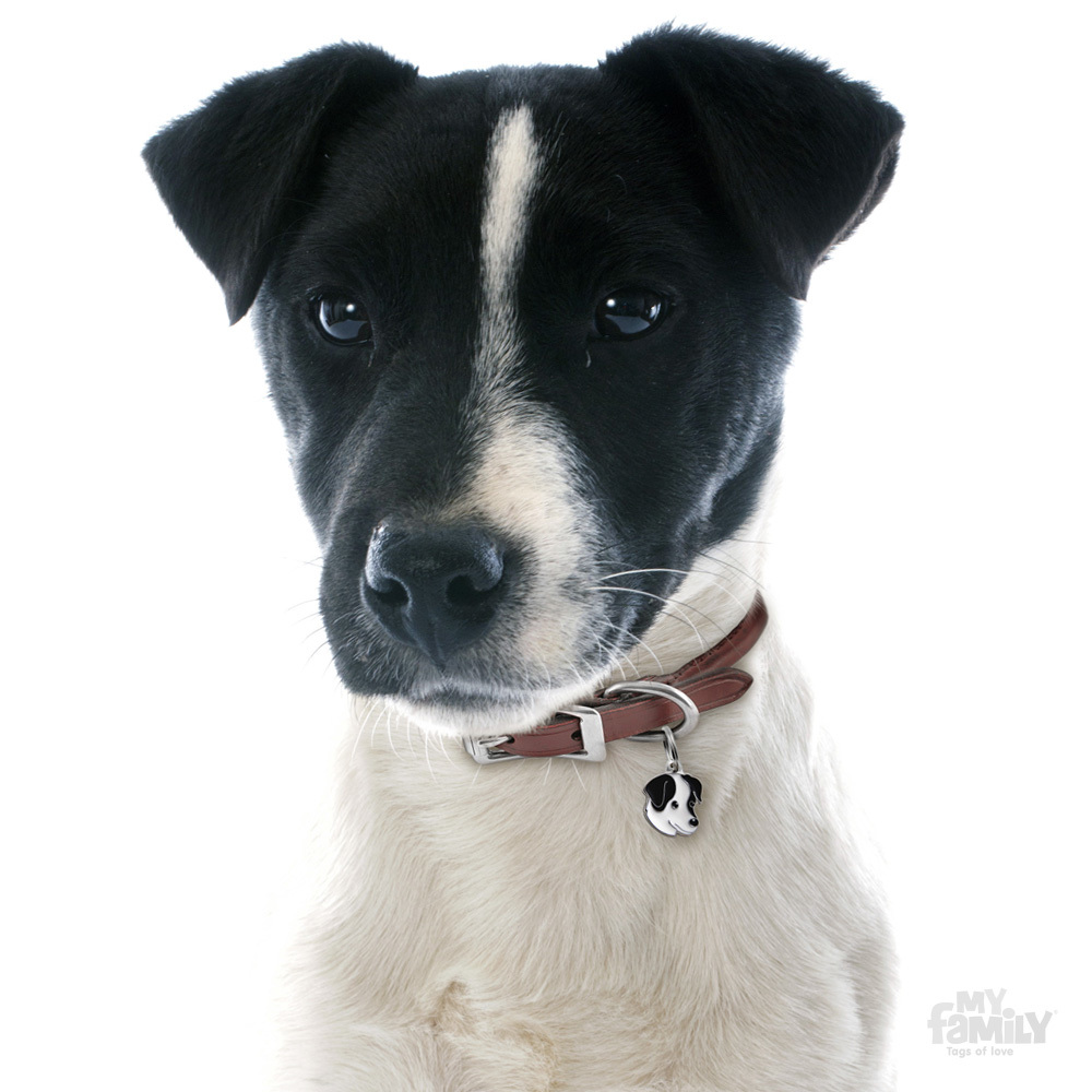 0026747_black-and-white-jack-russell-id-dog-tag