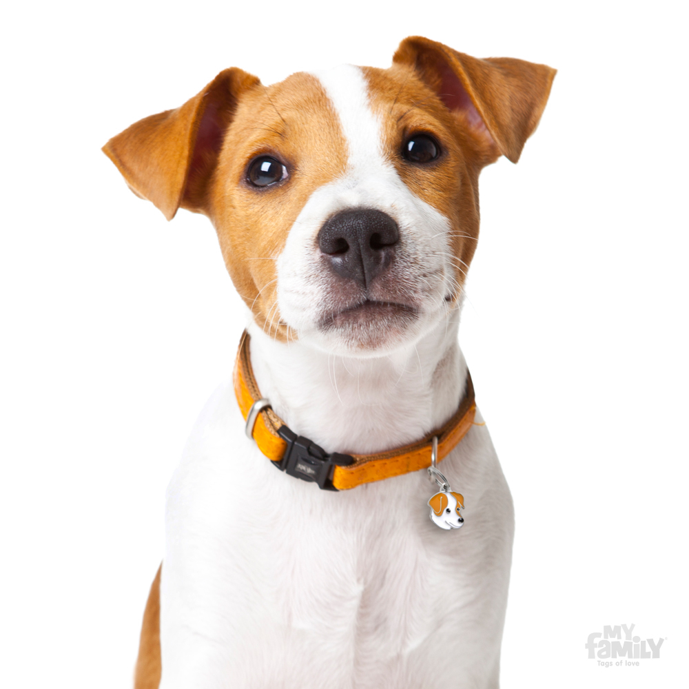 0027323_white-and-brown-jack-russell-id-dog-tag