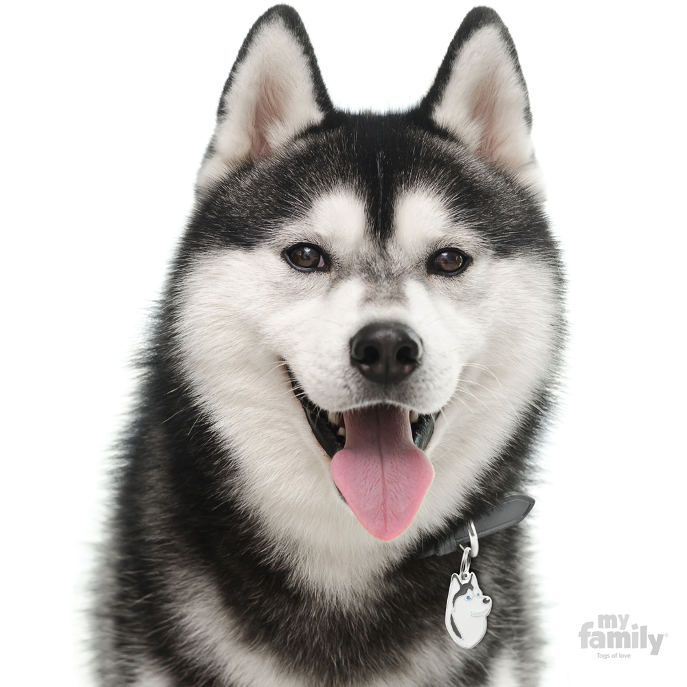 0027545_black-and-white-siberian-husky-id-dog-tag