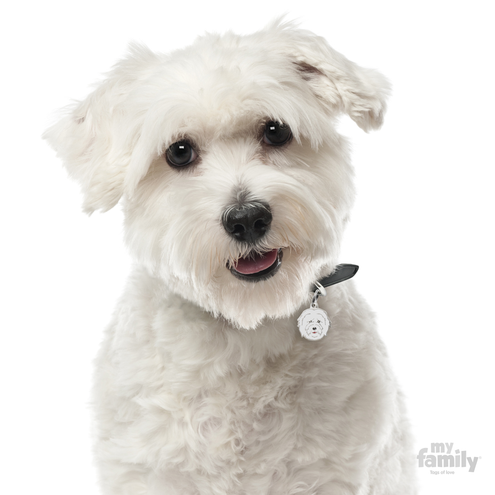 0026882_coton-de-tulear-dog-tag