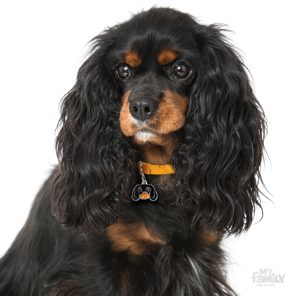 Médaille Chien Cavalier King Tricolore