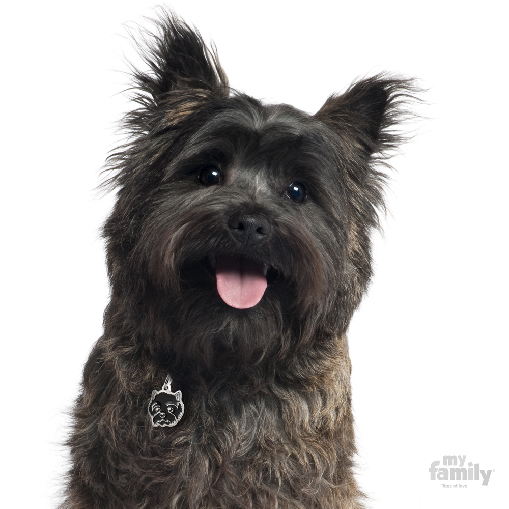 0026872_cairn-terrier-dog-tag